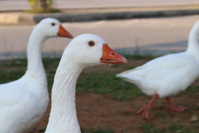 Close-up of birds on field