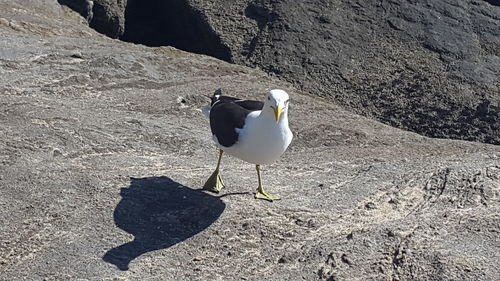 High angle view of seagull perching on rock