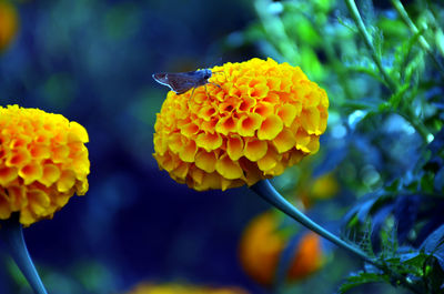 Close-up of yellow marigold flower