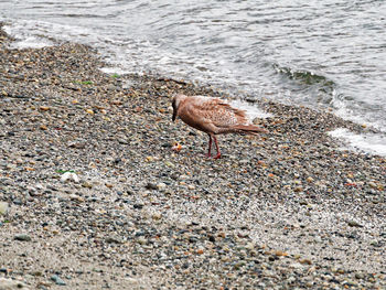Close-up of bird on beach