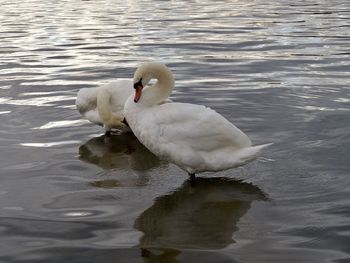 Swan swimming on lake