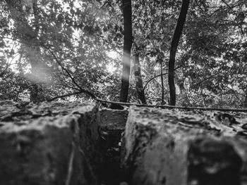 Close-up of tree trunk in forest