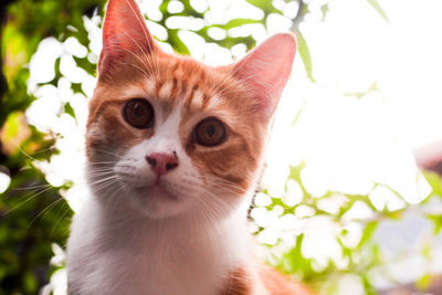 Close-up portrait of ginger cat