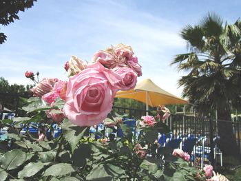 Close-up of pink roses on plant against sky