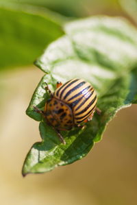 Close-up of snail on leaf