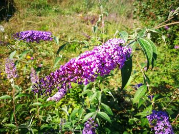 Close-up of purple flowers blooming outdoors