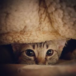 Close-up portrait of a cat