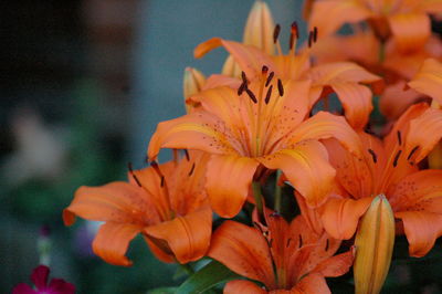 Close-up of orange flowering plant
