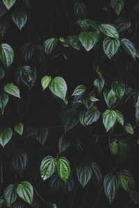 Betel green leaves in low key lighting