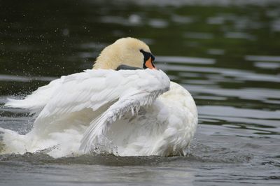 Bird in water