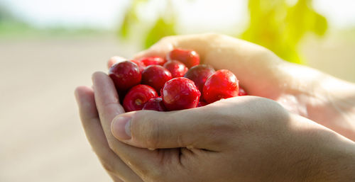 Ripe sweet red cherries in the hands of a farmer. summer harvesting of berries. healthy diet. 