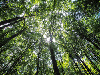 Low angle view of sunlight streaming through trees