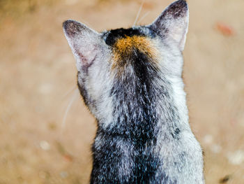 Close-up of cat