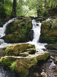 Scenic view of waterfall in forest