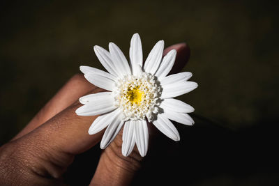 Cropped hand holding white flower at night