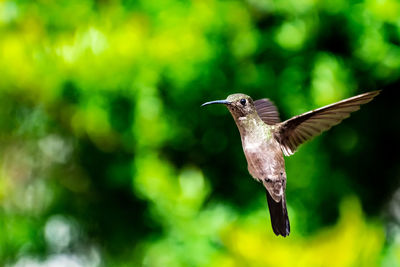 Bird flying