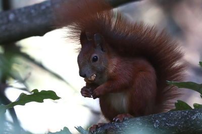 Close-up of monkey on tree