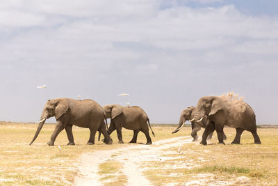 Elephant walking in a horse