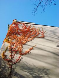 Low angle view of autumn tree against sky