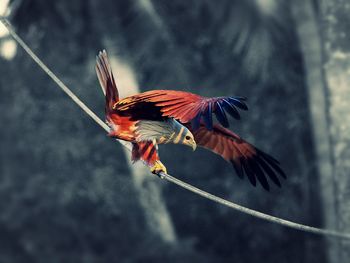 Close-up of bird perching on leaf