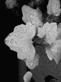 Close-up of wet rose blooming outdoors