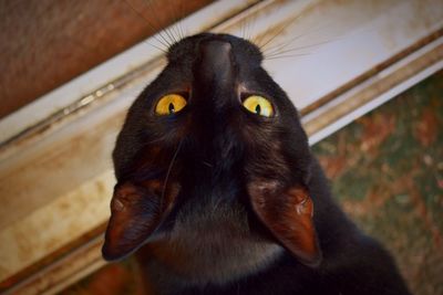 Close-up portrait of cat