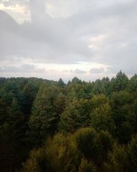 High angle view of trees on landscape against sky