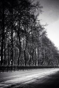 Road passing through trees