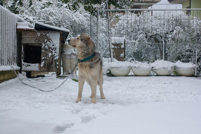 Dog standing on snow covered field