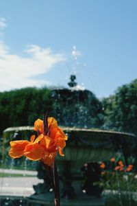 Close-up of flowers blooming against sky