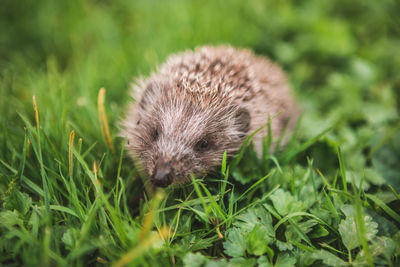 Close-up of an animal on field