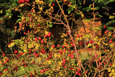 Close-up of red berries on tree