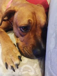 Close-up of a dog resting