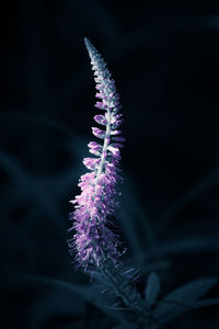 Close-up of purple flower