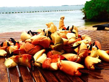 Close-up of crab clams on pier against sea