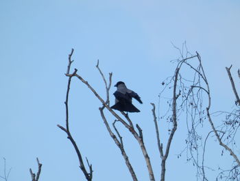 Low angle view of bird perching on bare tree against sky