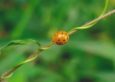 Close-up of ladybug on plant