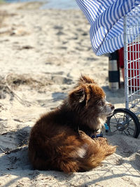 Dog lying down on land