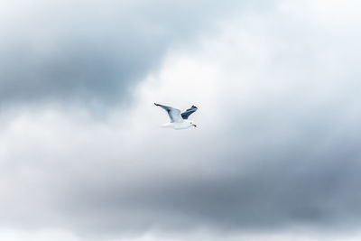 Low angle view of seagull flying in sky