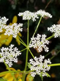 Close-up of flowers blooming outdoors