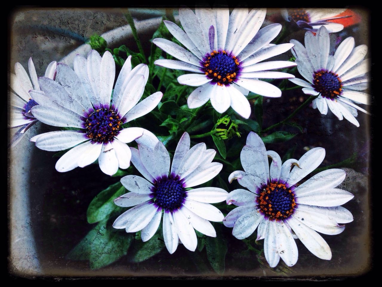 flower, freshness, petal, fragility, flower head, transfer print, beauty in nature, auto post production filter, growth, high angle view, pollen, close-up, nature, blooming, plant, indoors, in bloom, daisy, pink color, no people