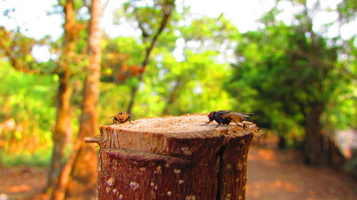 Close-up of bird perching on wood