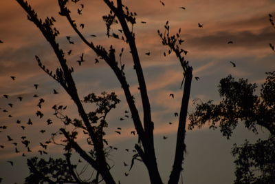 Low angle view of silhouette tree against sky at sunset