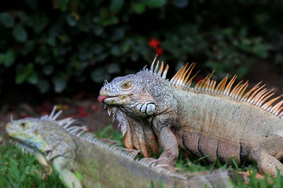 Side view of iguanas on field