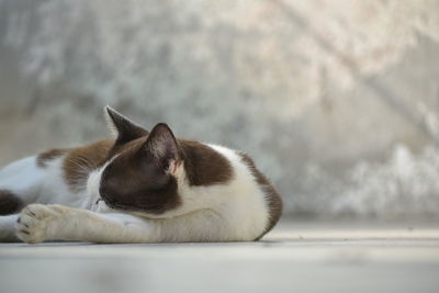 Close-up of a cat