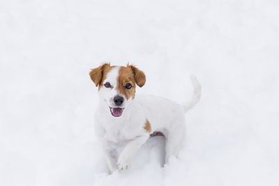 Portrait of a dog over white background