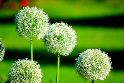 Close-up of white flowers