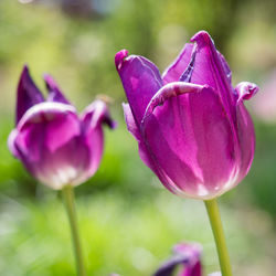 Close-up of pink flowering plant