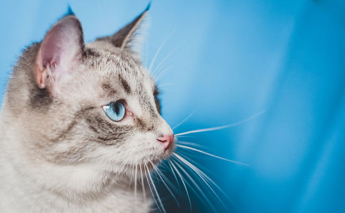 Close-up of a cat looking away