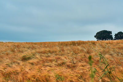 Scenic view of field against sky